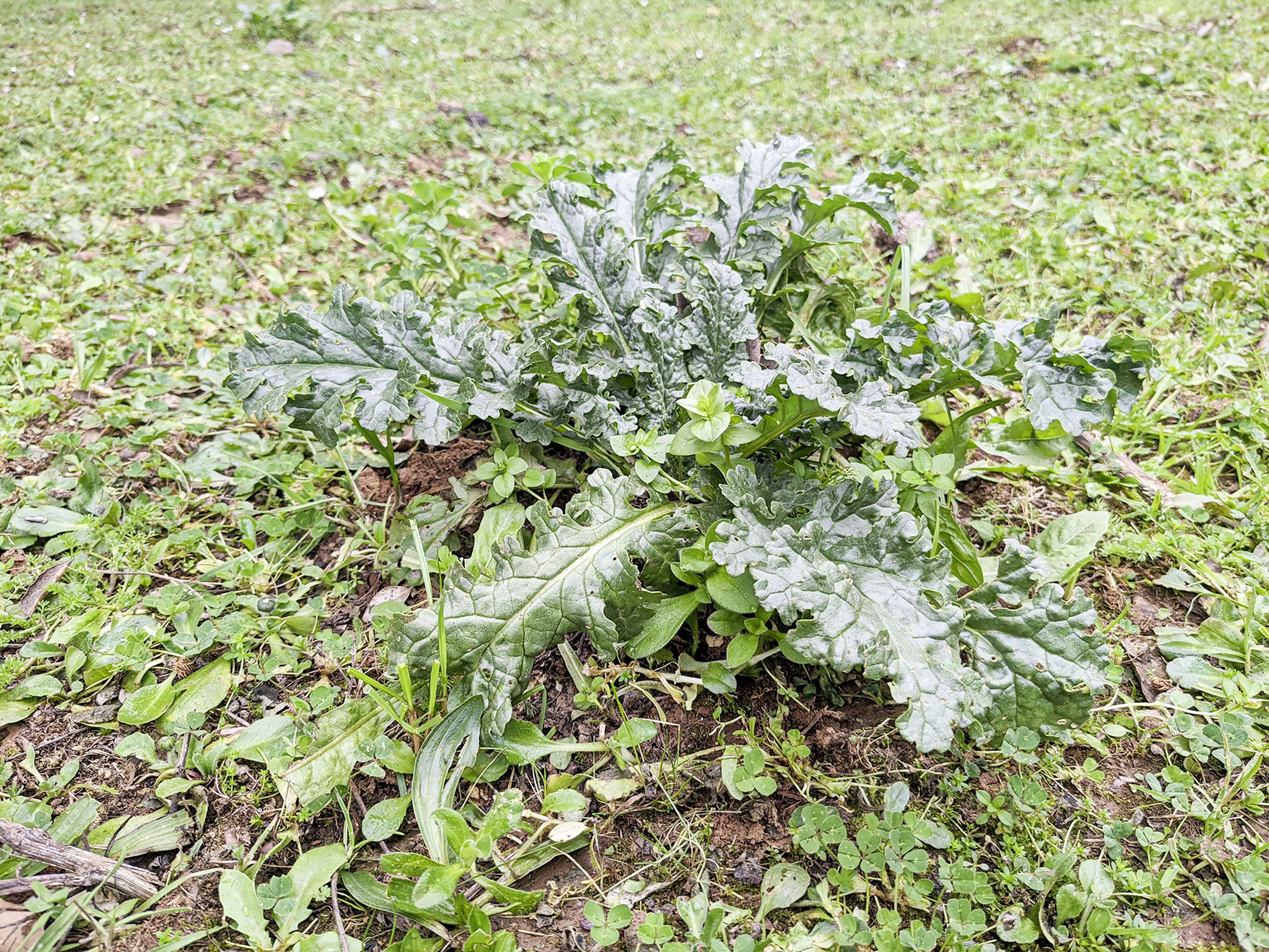Rosette des Jakobskreuzkrauts