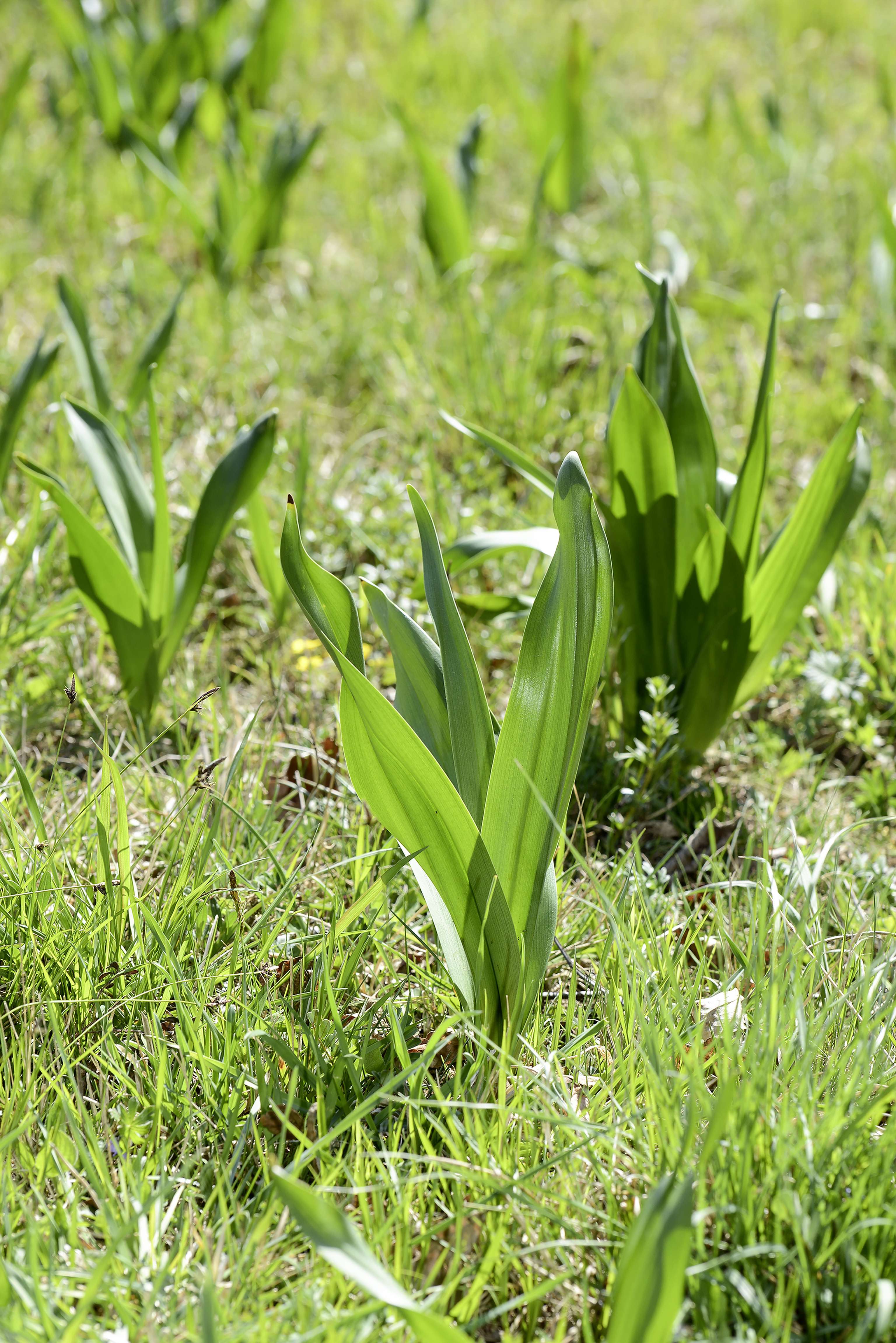 Herbstzeitlose im Frühjahr
