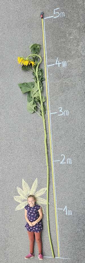 A child stands next to a giant sunflower on pavement, with chalk markings showing its height up to 5 meters. The child has a chalk-drawn flower head.