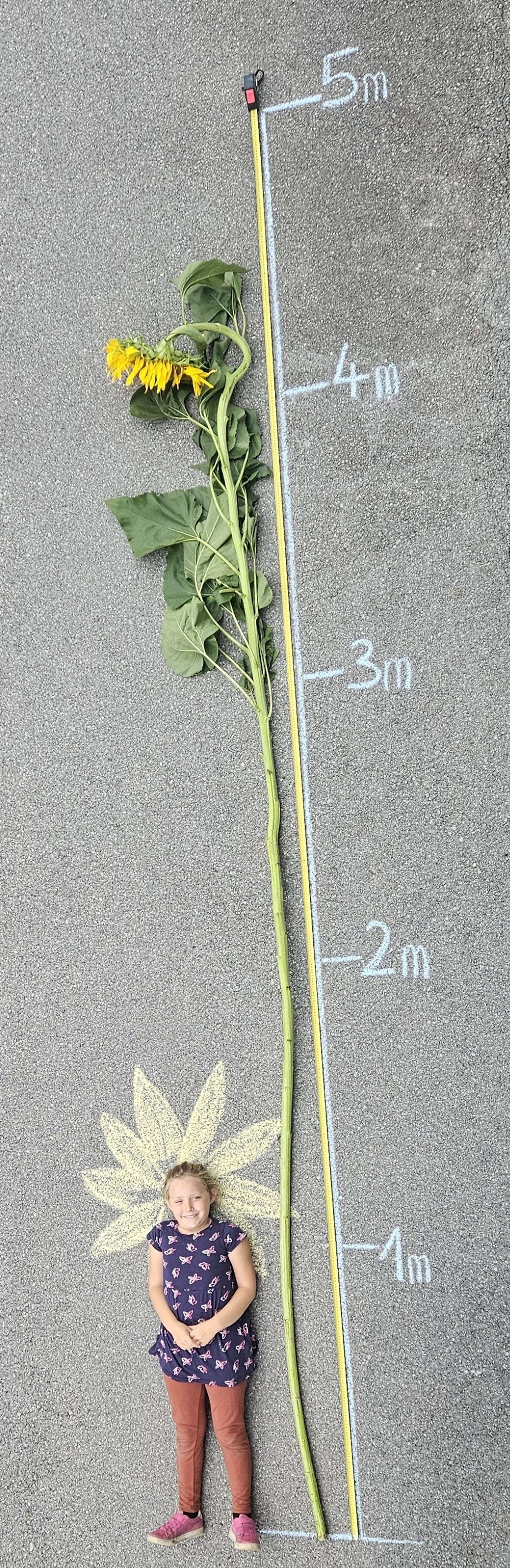 A child stands next to a giant sunflower on pavement, with chalk markings showing its height up to 5 meters. The child has a chalk-drawn flower head.