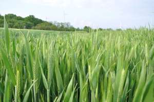 Triticale-DSC_0141.jpg