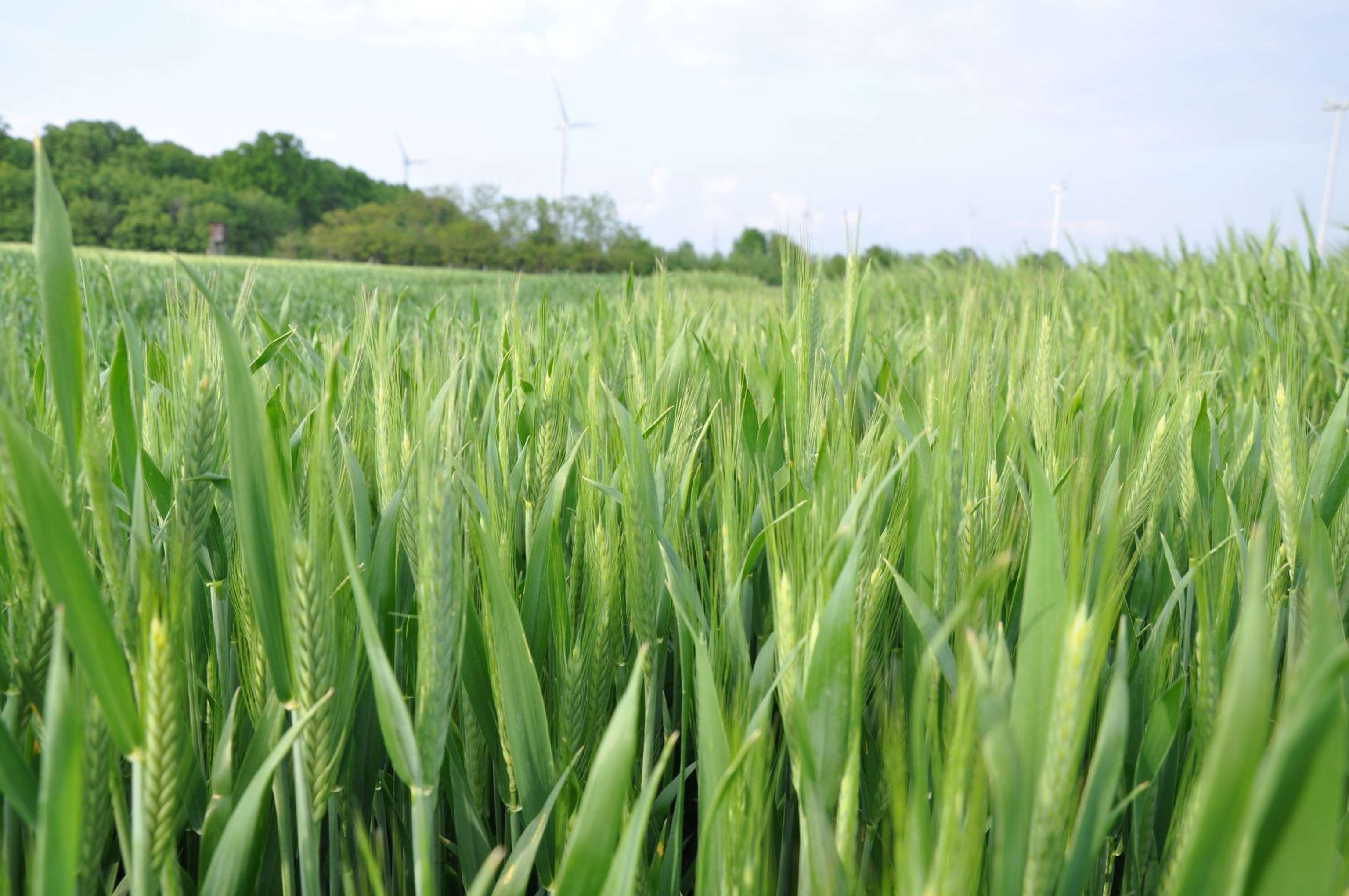 Triticale-DSC_0141.jpg