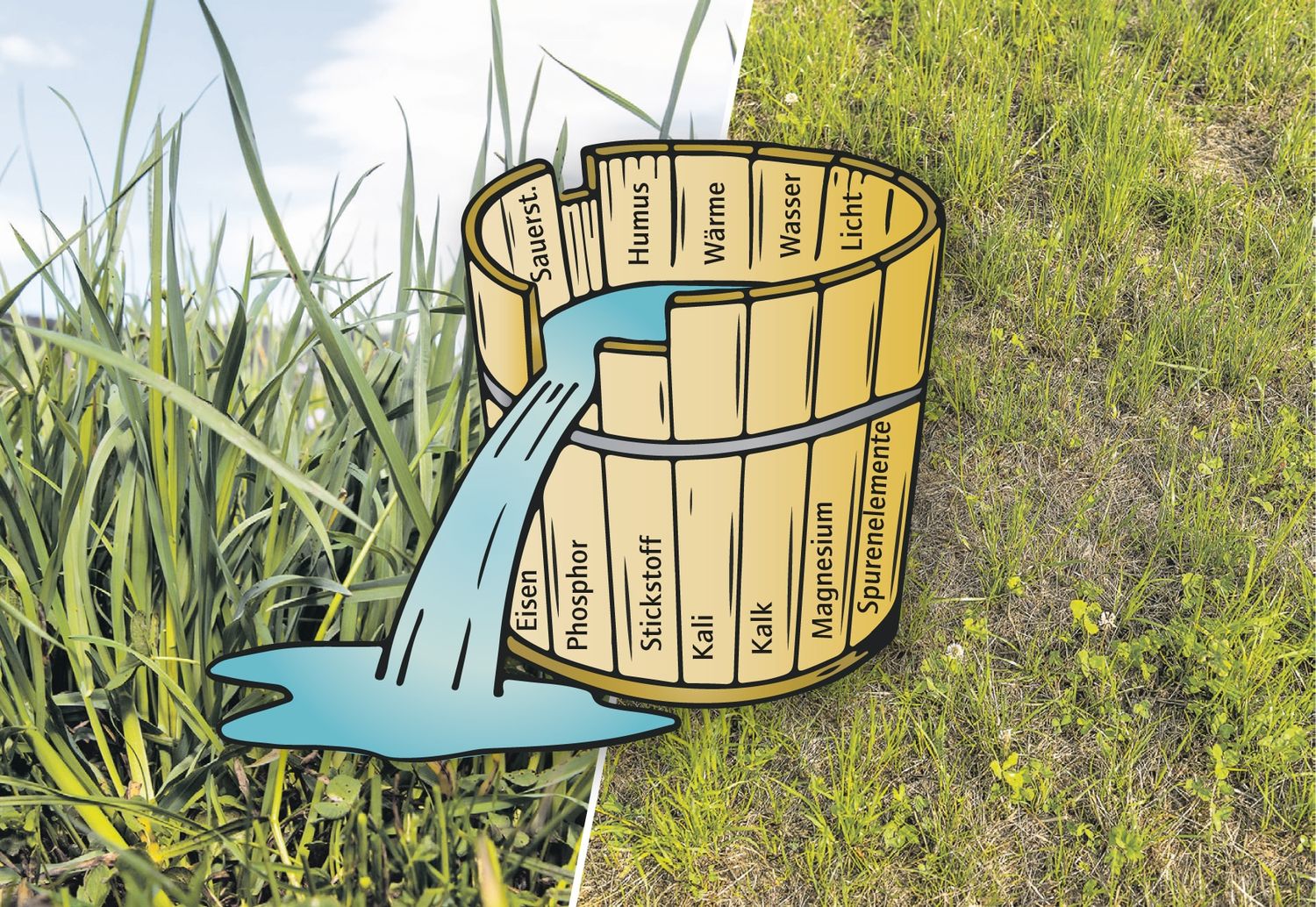Liebigsche Fass: Fehlt es dem Grünland an Nährstoffen, Wasser, Humus oder einem anderen zentralen Faktor für ein gutes Pflanzenwachstum wird die Grasnarbe löchrig.