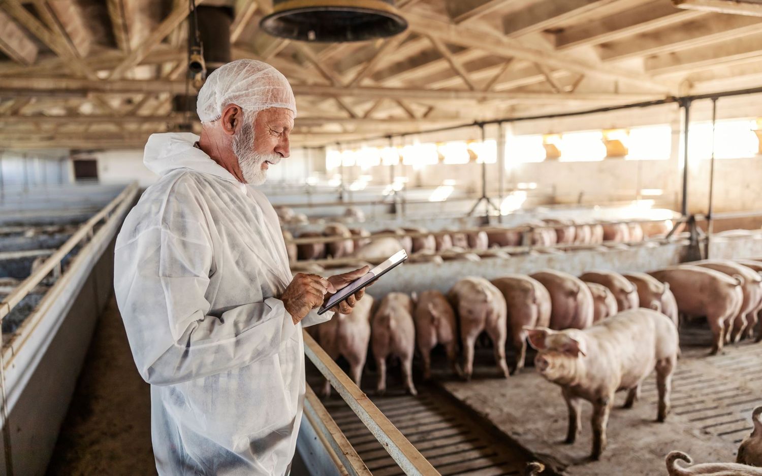 Tierarzt im Schweinestall