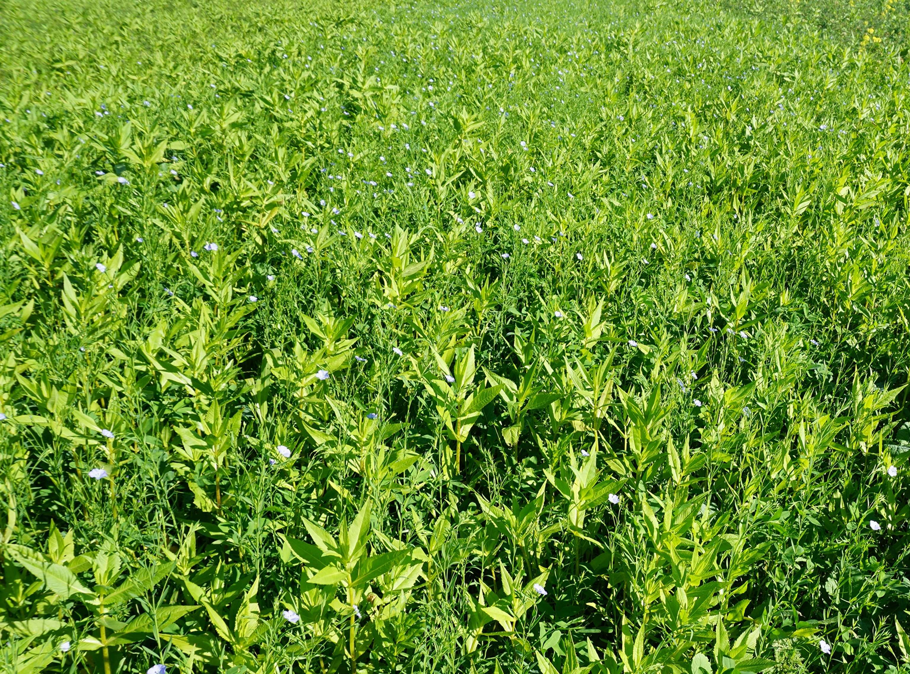 Zwischenfrüchte der Saatbau Linz