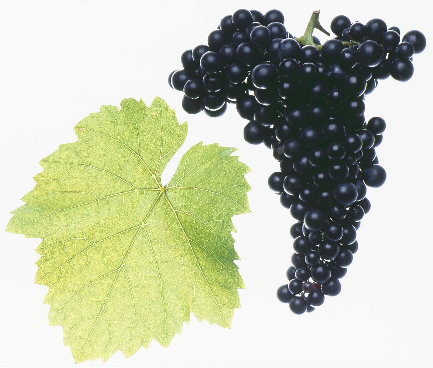 Blaufraenkisch