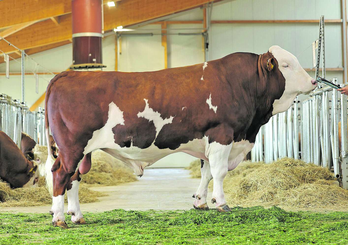 Stier im Stall