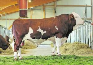 Stier im Stall