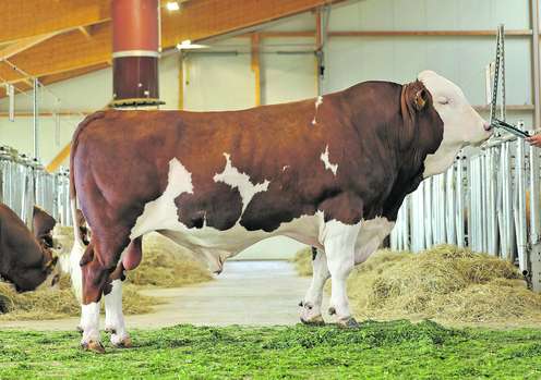 Stier im Stall