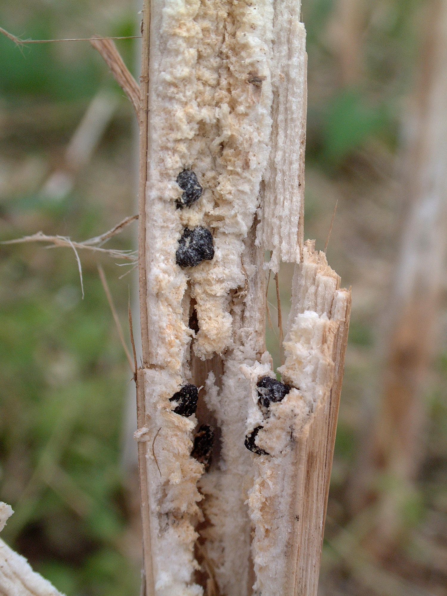 Raps Sclerotinia
