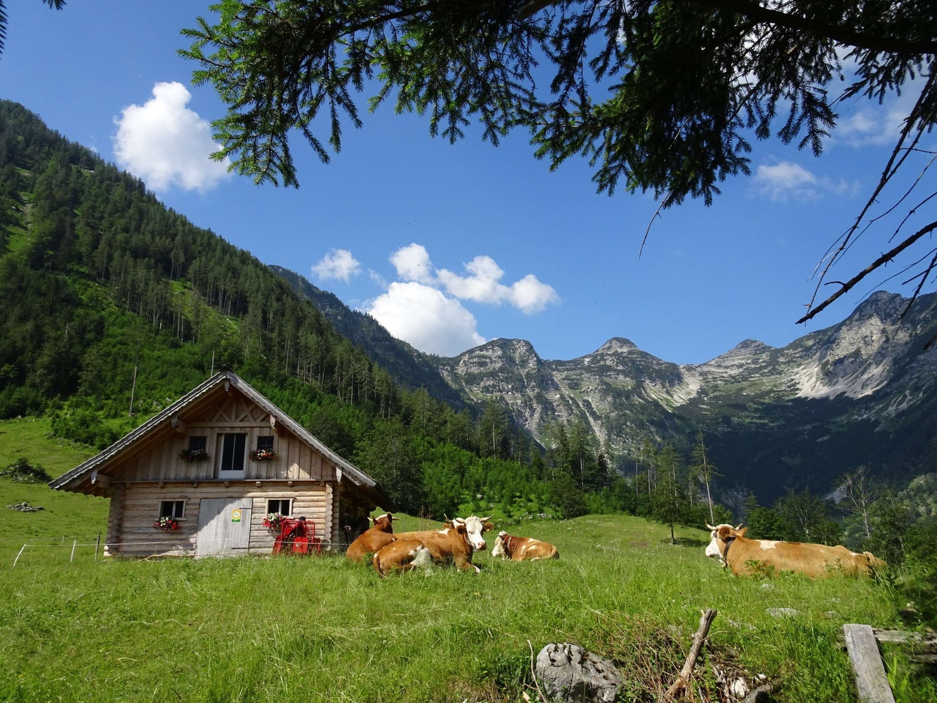 Küche liegen auf der Wiese neben einer Holzhütte.