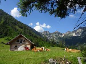 Küche liegen auf der Wiese neben einer Holzhütte.