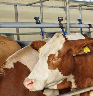Tiertransport erneut im Fokus.