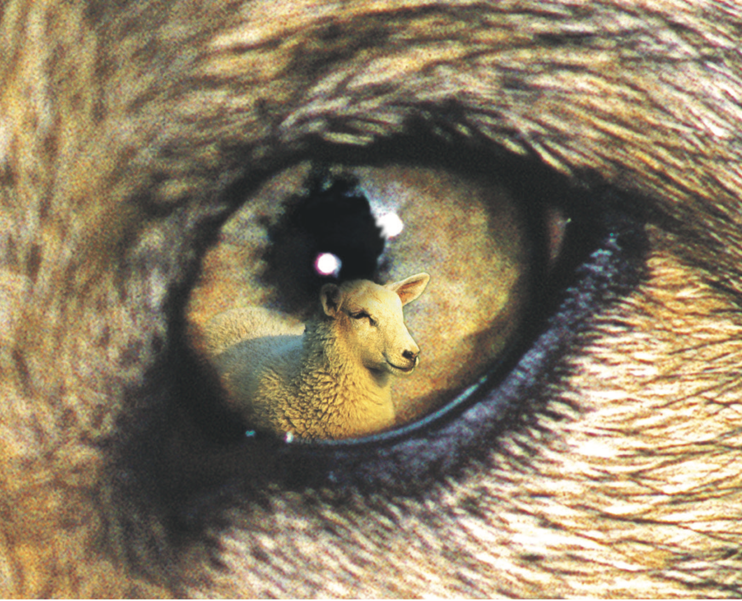 Herdenschutz vor Wolf und Bär: auch in Brüssel ein heißes Eisen. Foto: Jean-Paul Demolin – stock.adobe.com