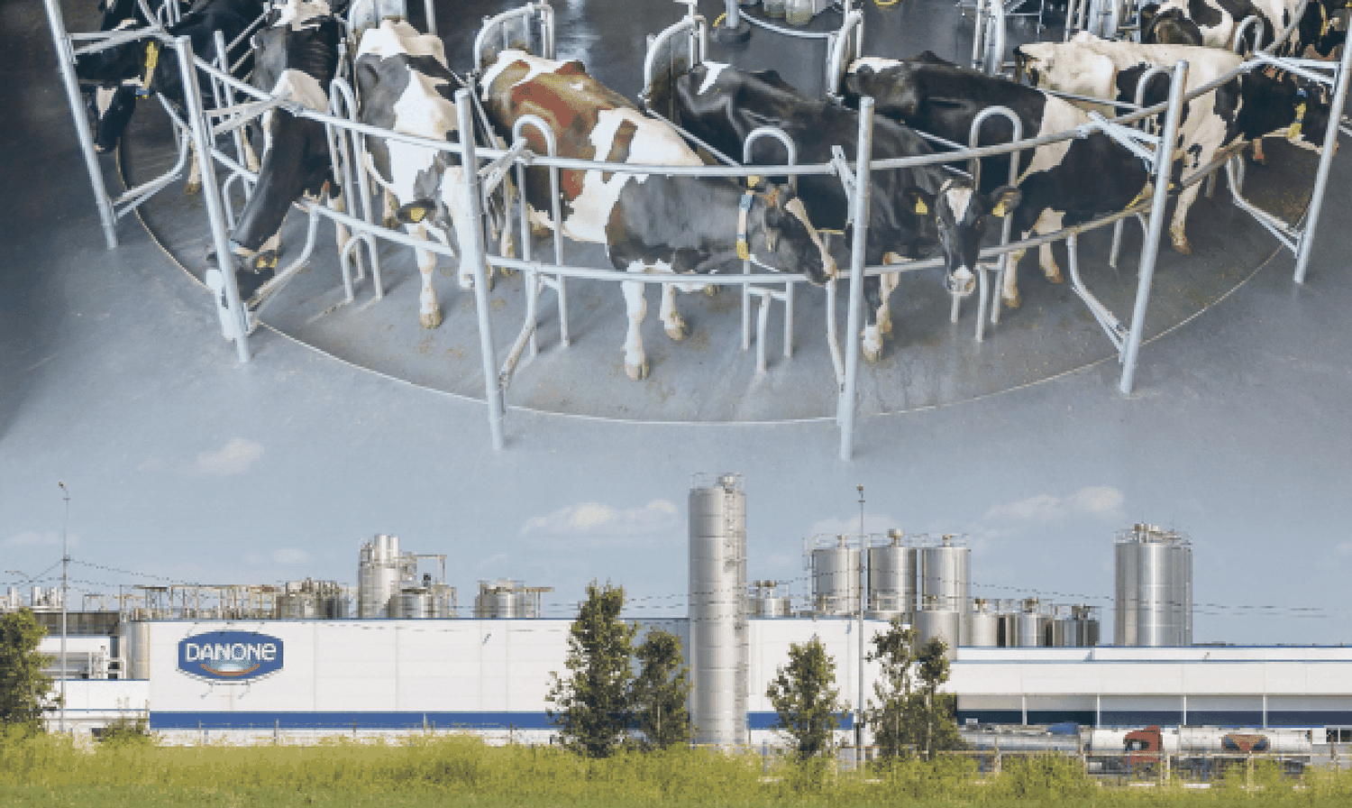 Große Milchkonzerne stehen wegen klimaschädlicher Treibhausgase unter Beschuss. Foto: agrarmotive – stock.adobe.com/ Nikolay N. Antonov – stock.adobe.com