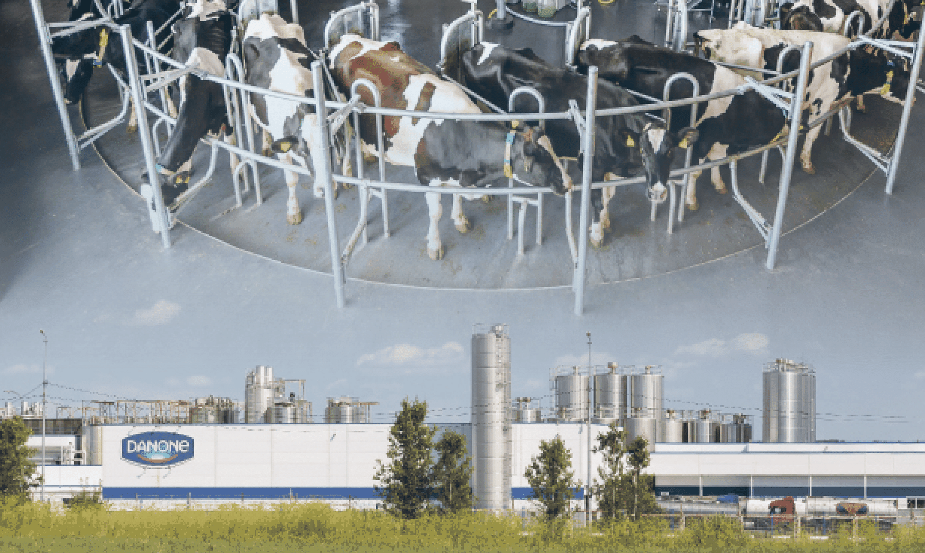 Große Milchkonzerne stehen wegen klimaschädlicher Treibhausgase unter Beschuss. Foto: agrarmotive – stock.adobe.com/ Nikolay N. Antonov – stock.adobe.com