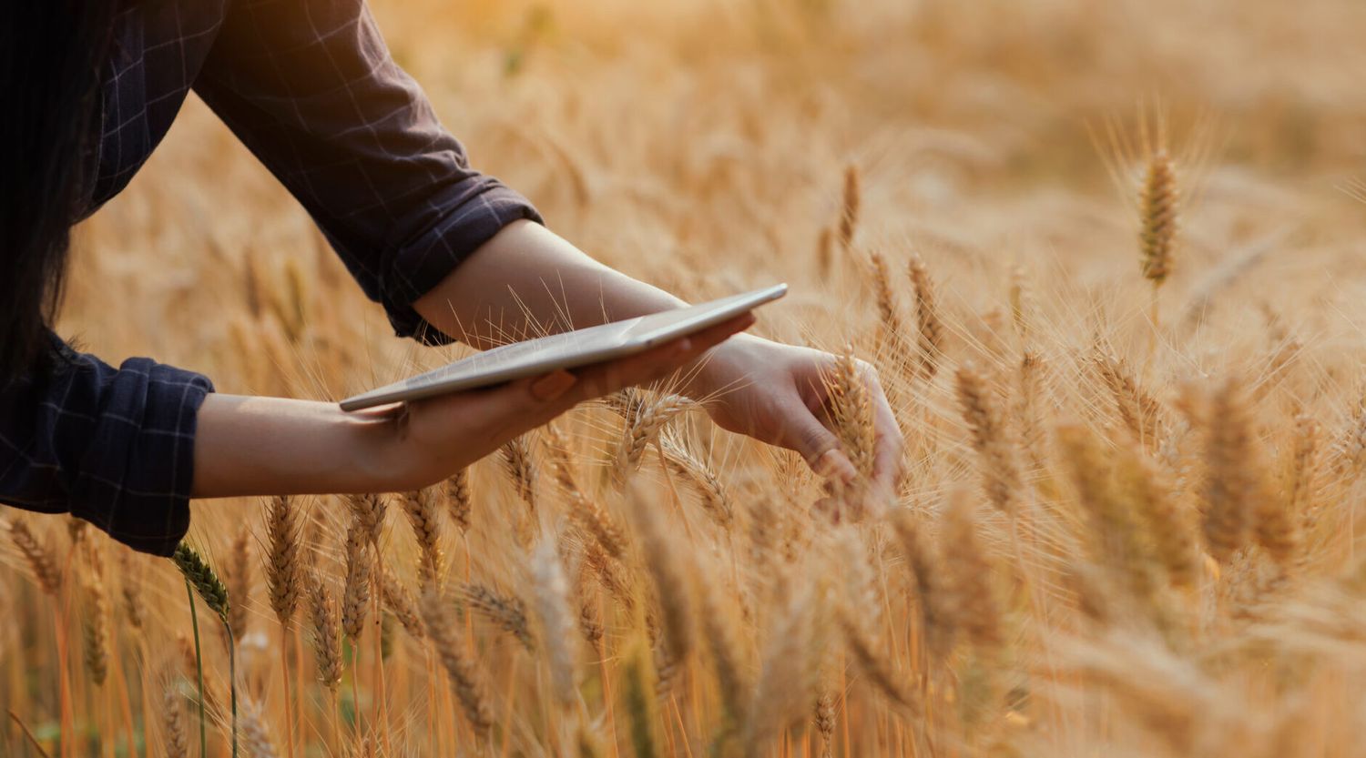 KI in der Landwirtschaft
