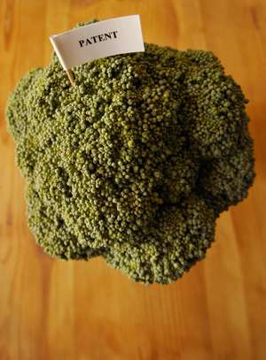 Österreich: Patente auf Pflanzen sollen künftig verboten sein.