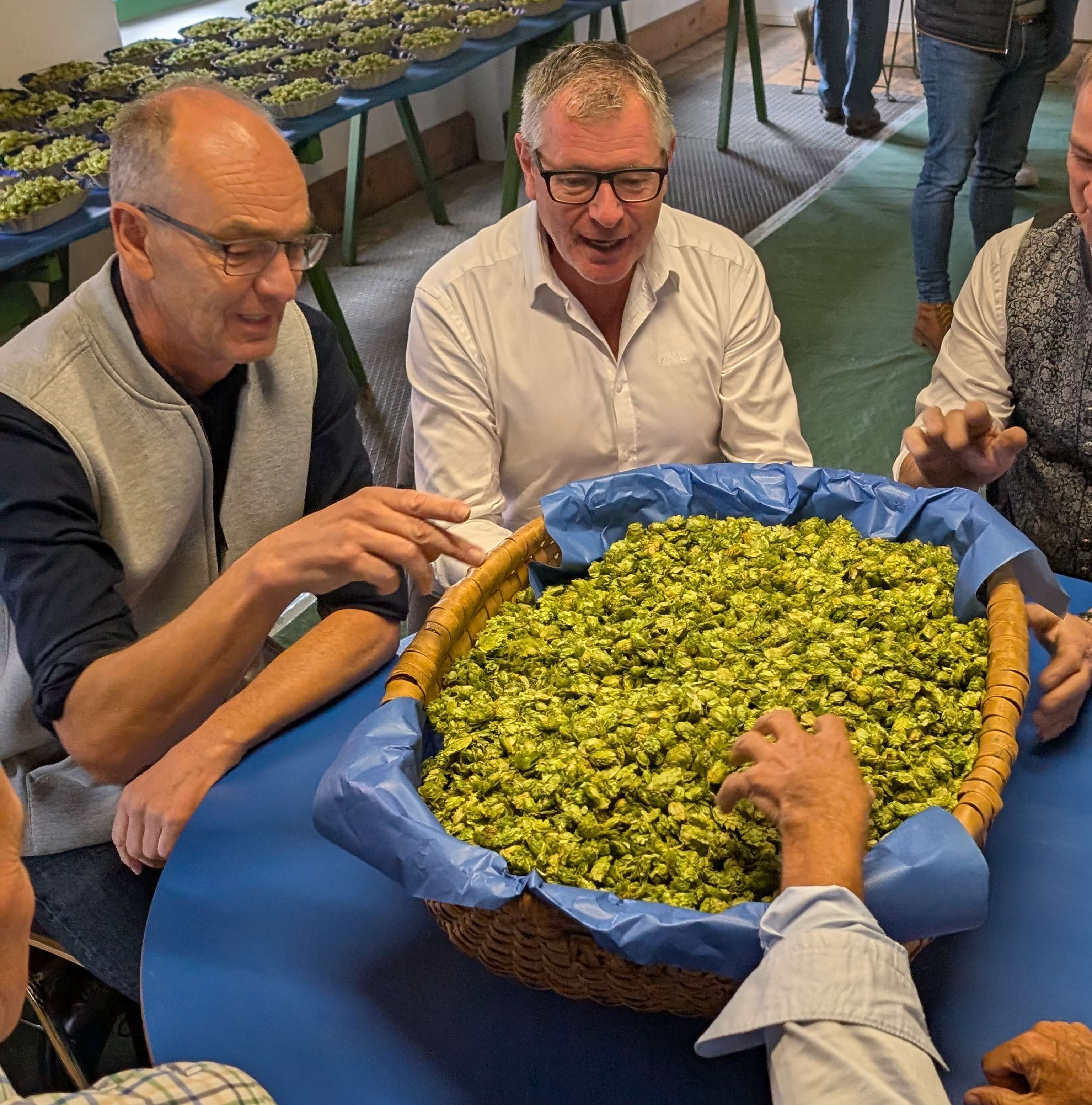 Hopfenbonitierung in OÖ