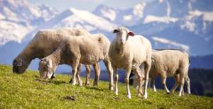 Sheep 2992659
