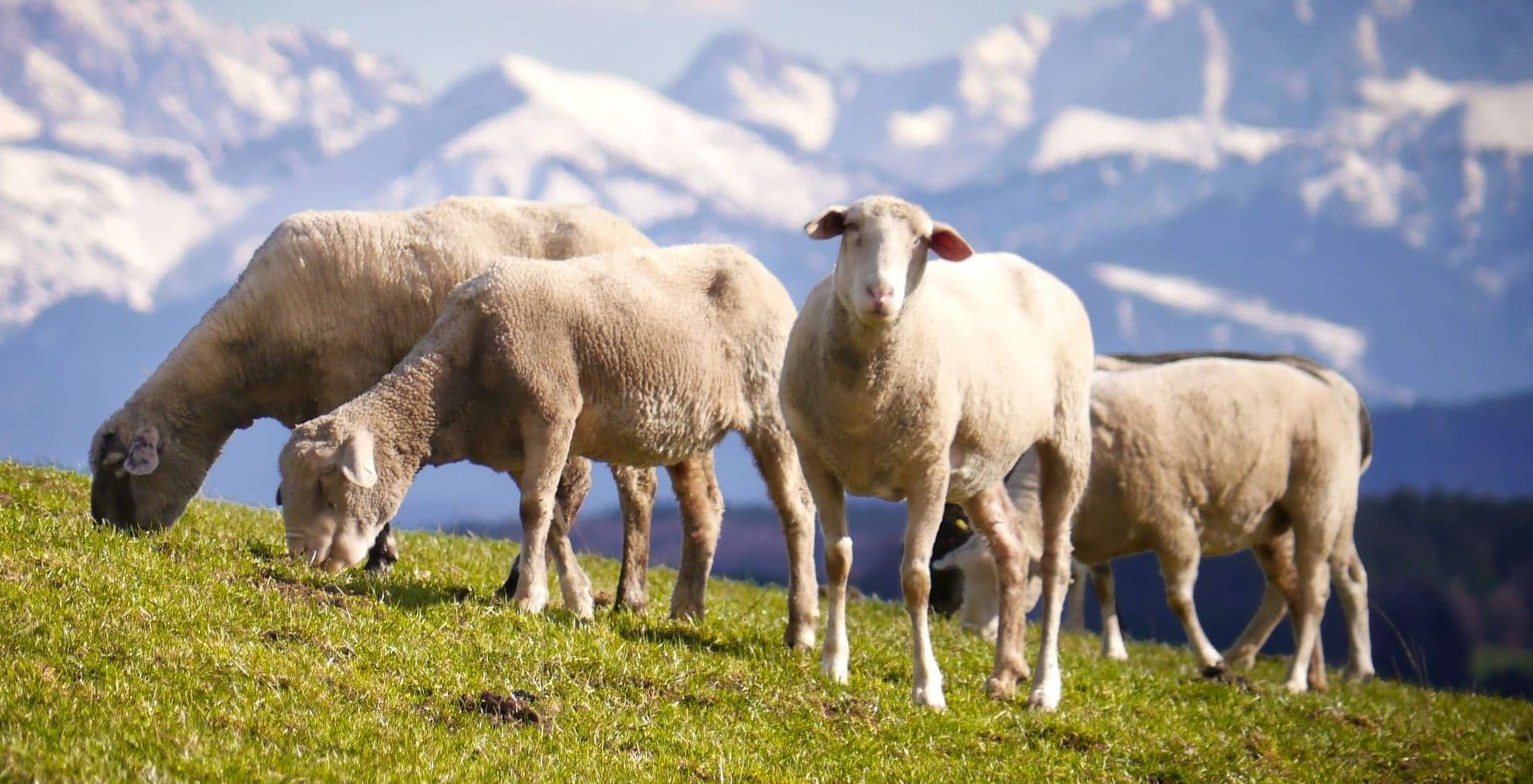 Sheep 2992659