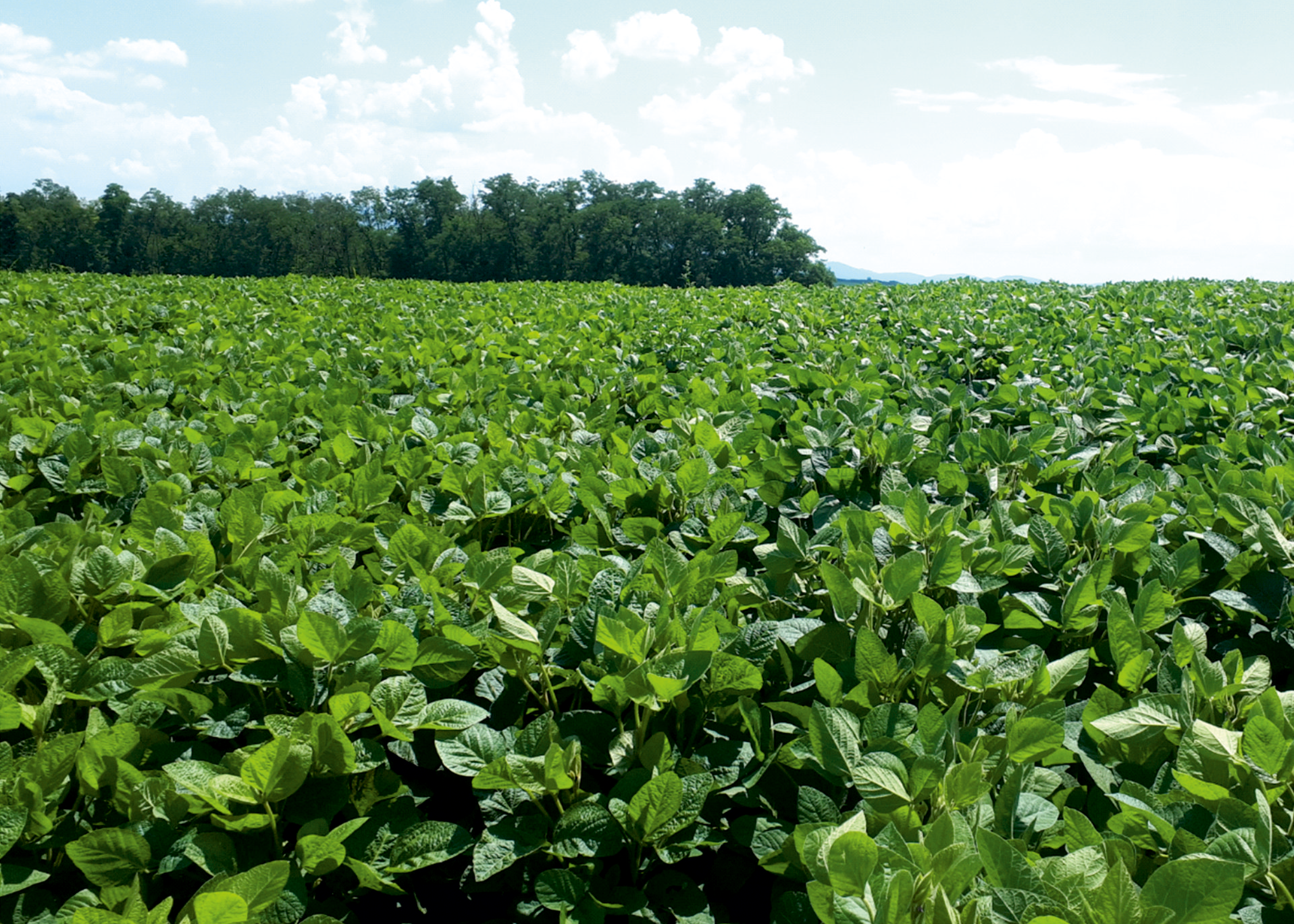 Besonders in der Jugendphase besticht ANNABELLA.