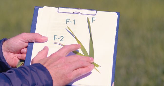 Wenn die unteren Blätter gegenüber dem Fahnenblatt (F) aufhellen, soll die Düngung unmittelbar durchgeführt werden.