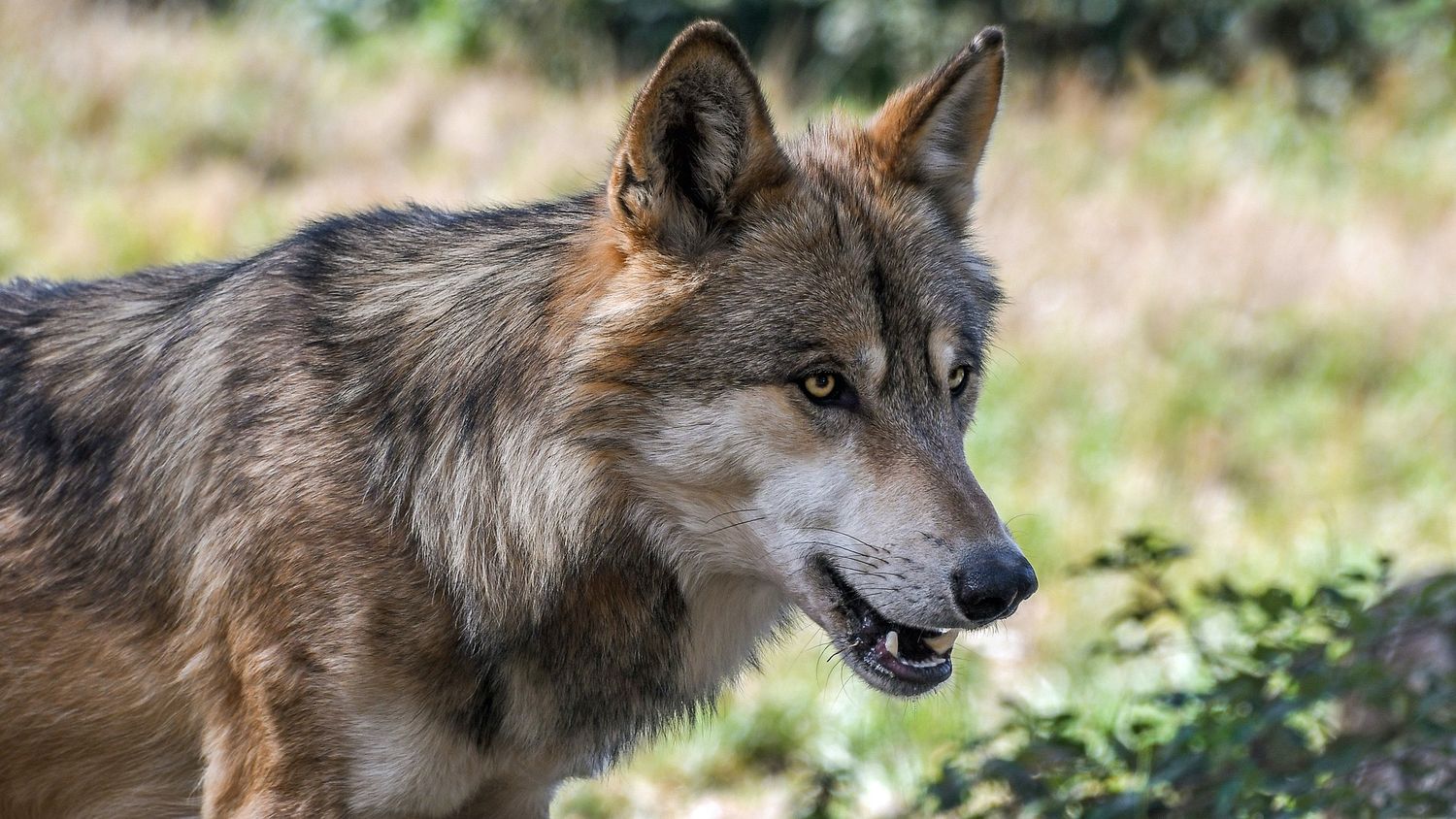 Wolf 2952937 1920pixabaychristels