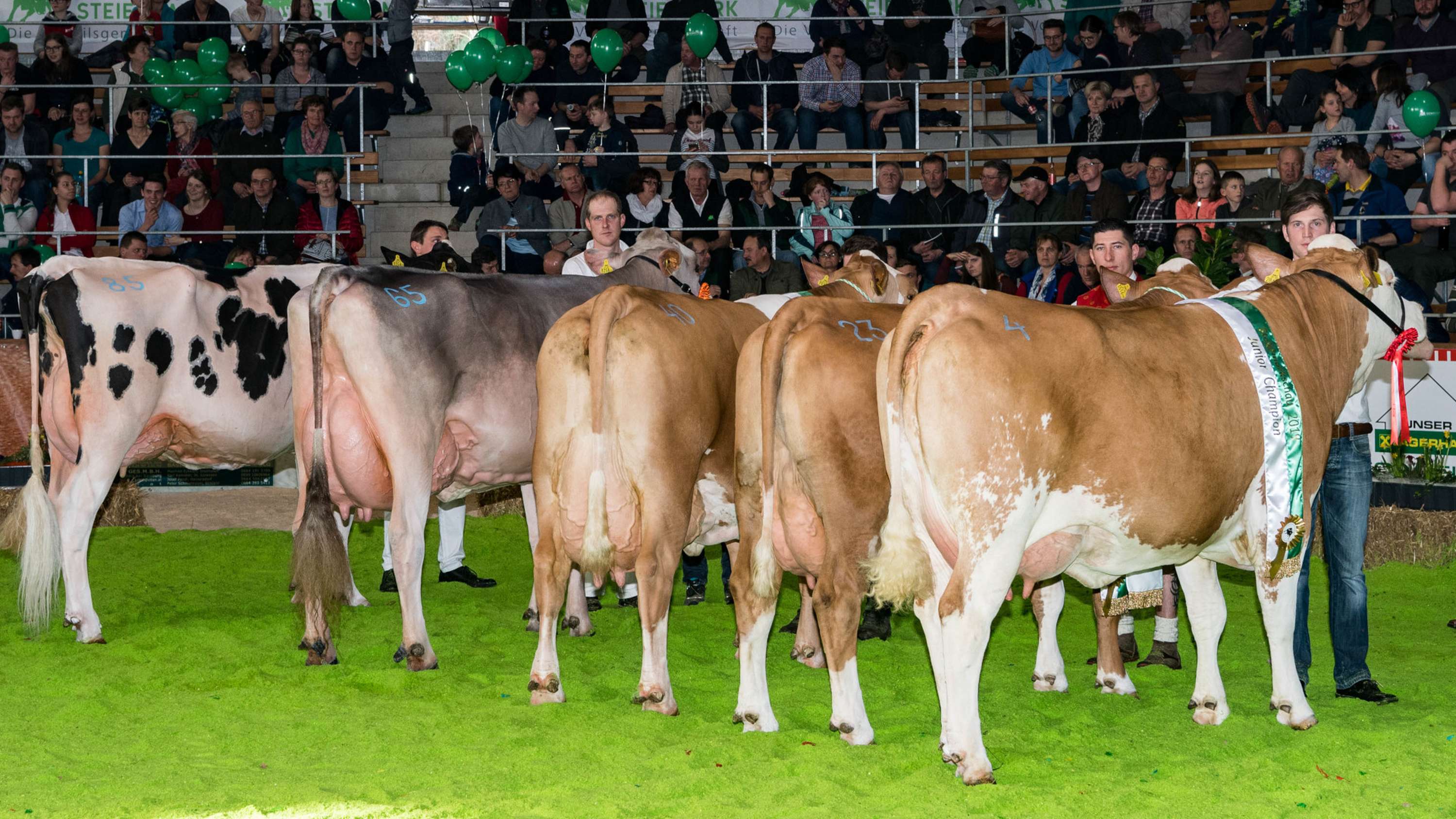 Kühe bei der Rinderschau