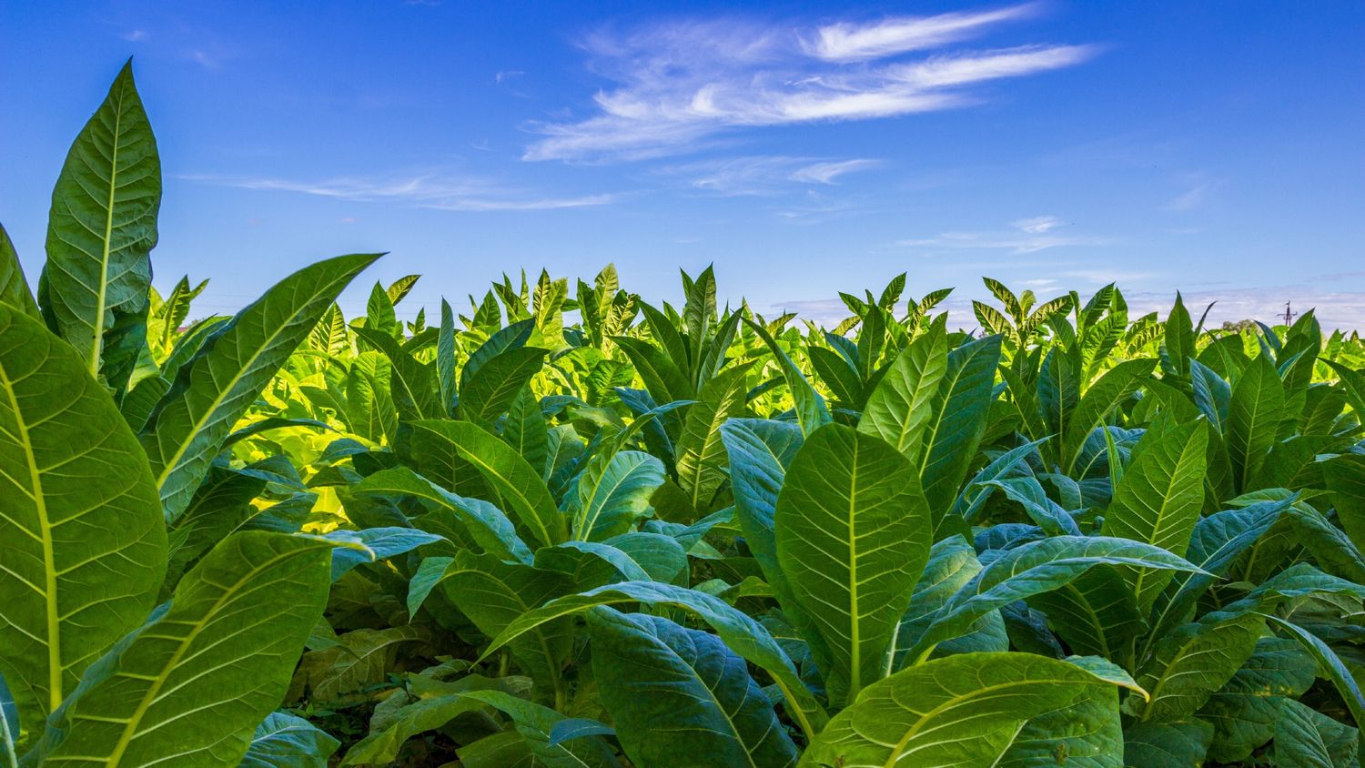 Tobacco Big Leaf Crops Growing In Tobacco Plantation Field