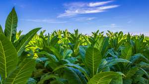 Tobacco Big Leaf Crops Growing In Tobacco Plantation Field