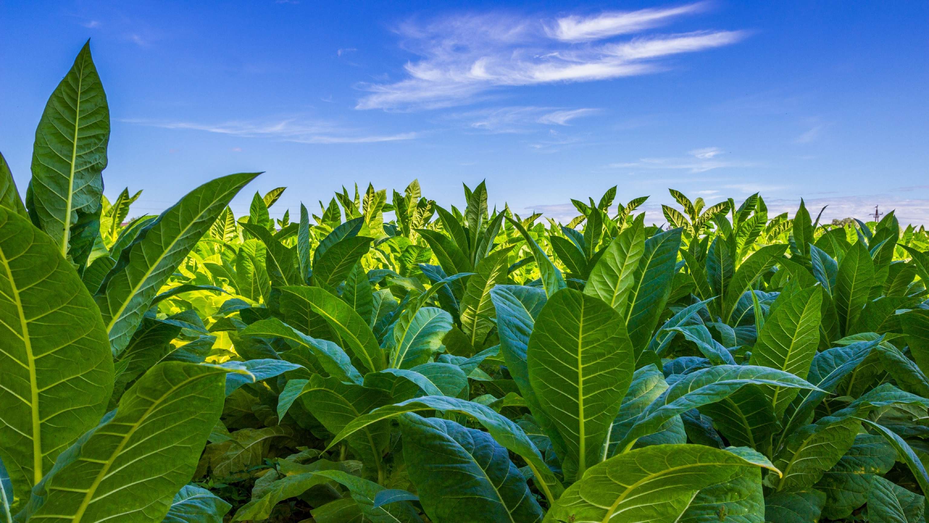 Tobacco Big Leaf Crops Growing In Tobacco Plantation Field