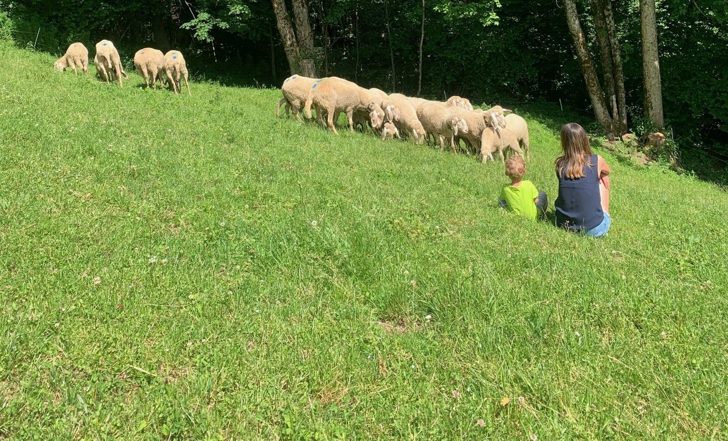 Ohne Wolf können wir sehr gut leben, aber ohne Schafe?