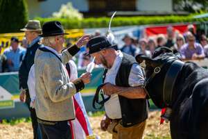 Ein Mann in traditioneller Tracht mit Kuh bei einem Volksfest. Er erhält eine Auszeichnung, während Zuschauer im Hintergrund zuschauen.