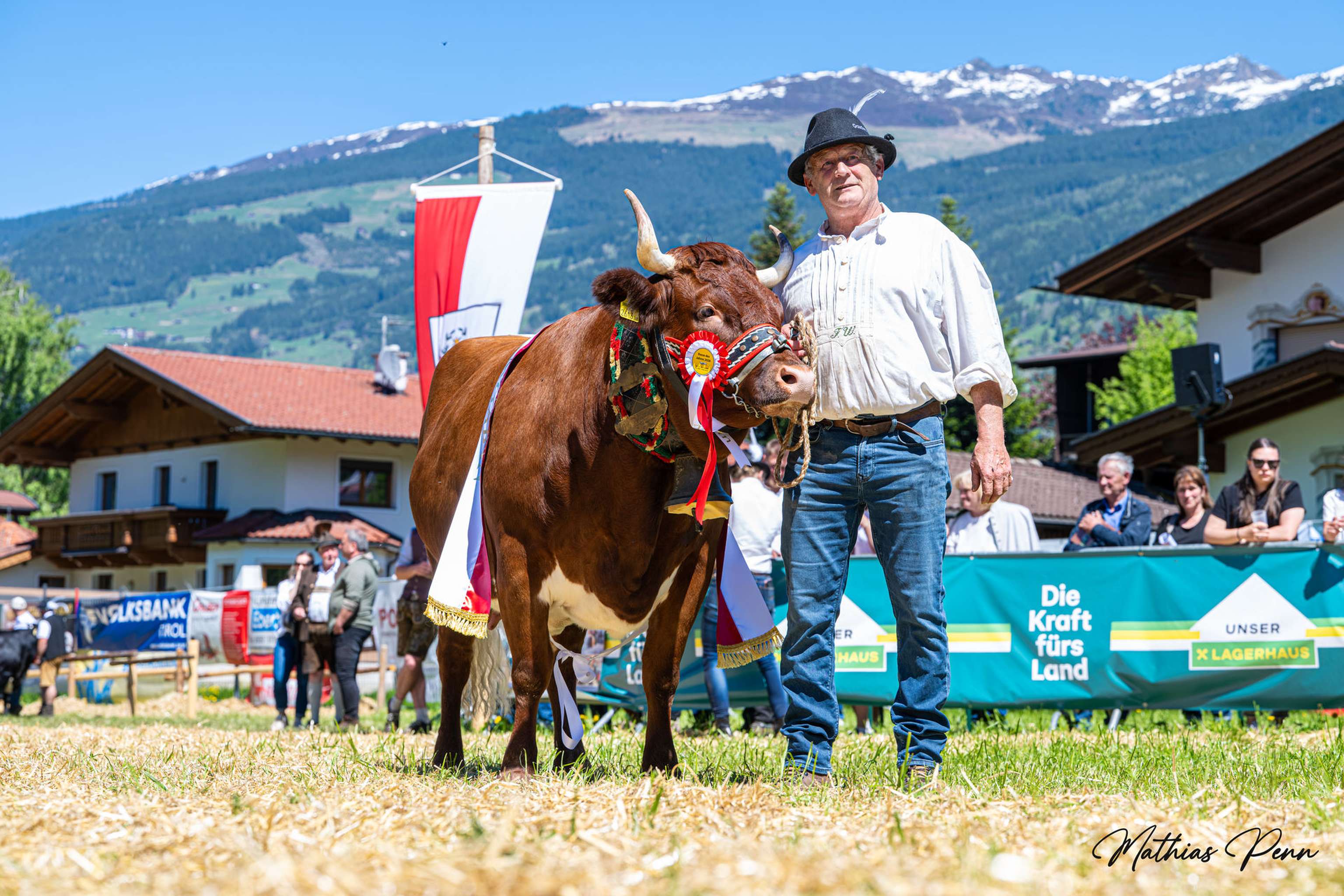 Ein Mann in traditioneller Kleidung präsentiert eine geschmückte Kuh vor alpiner Kulisse bei einem Fest.