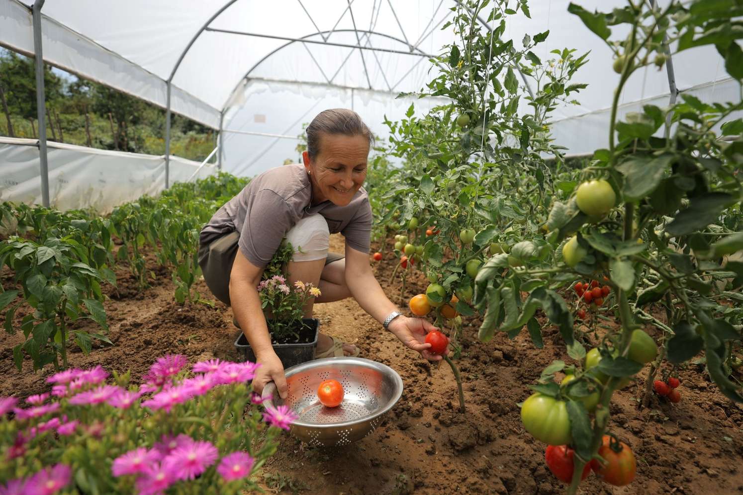 Frau erntet reife Tomaten in einem Gewächshaus und hält ein Metallsieb, umgeben von grünen Pflanzen und rosa Blumen.