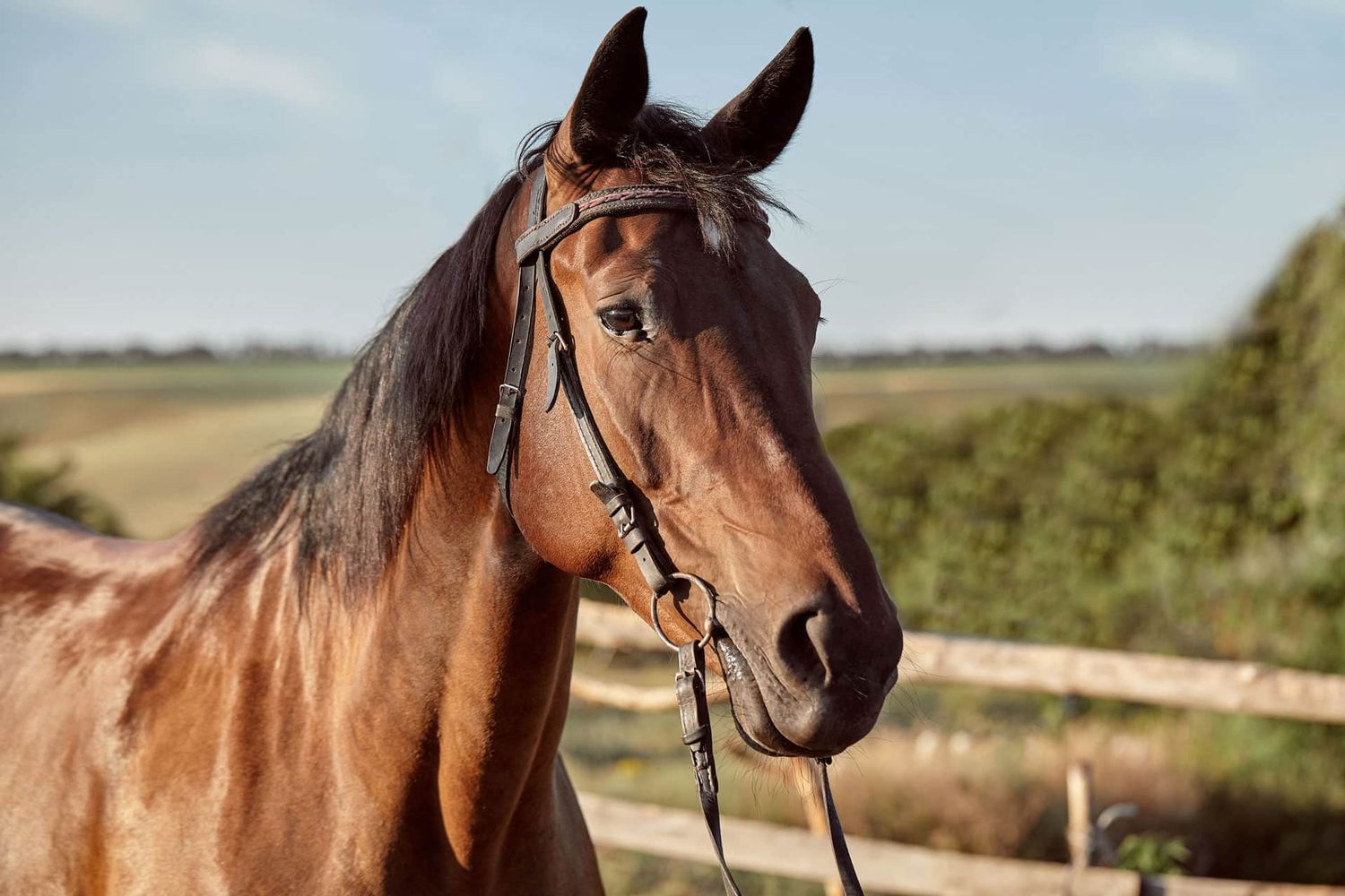horse_web.jpg