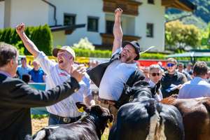 Männer jubeln bei einem Viehwettbewerb, heben die Fäuste, während Kühe im Vordergrund stehen. Zuschauer beobachten im Hintergrund.
