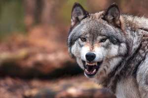 Wolf Neu