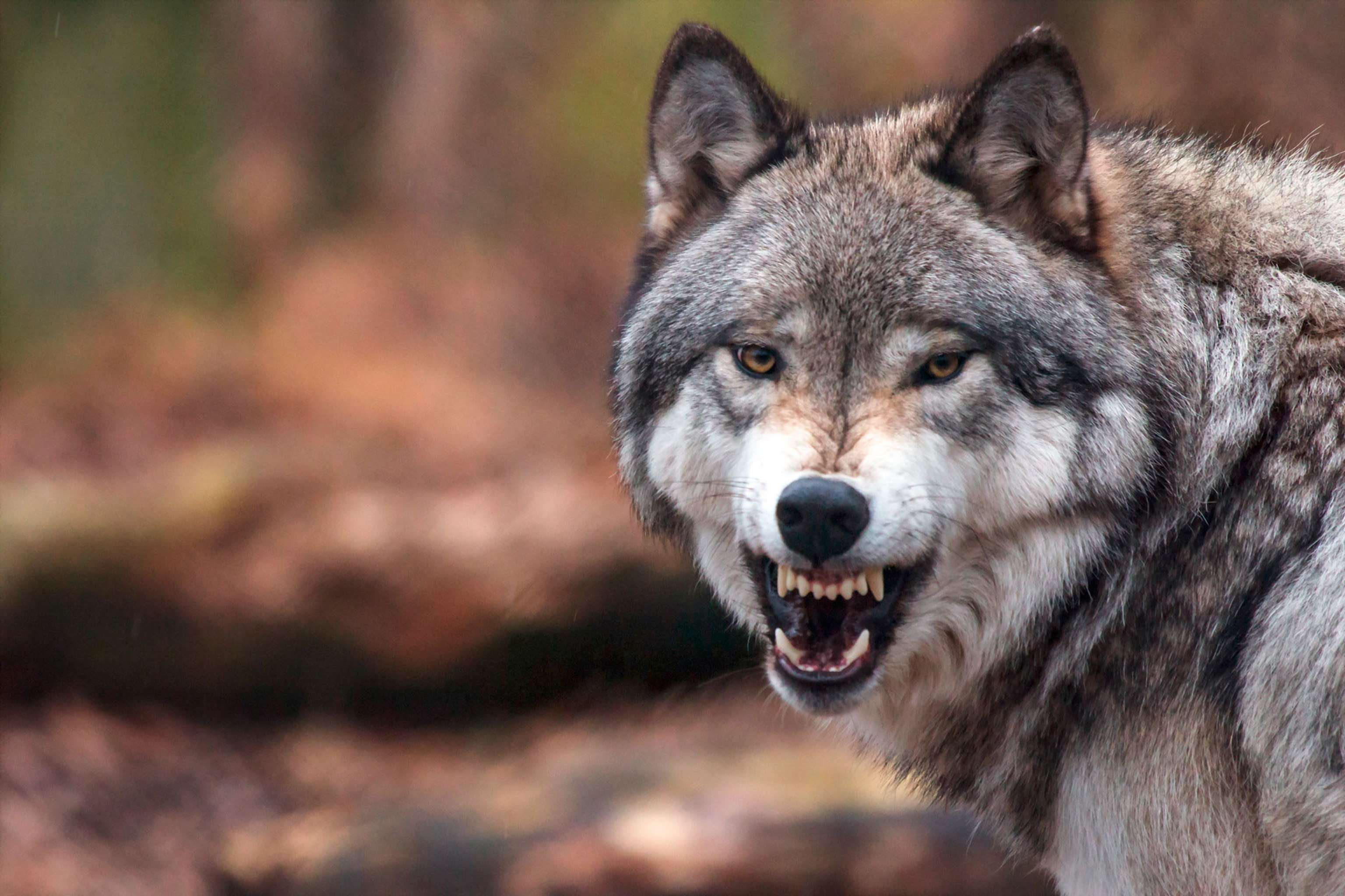 Wolf Neu