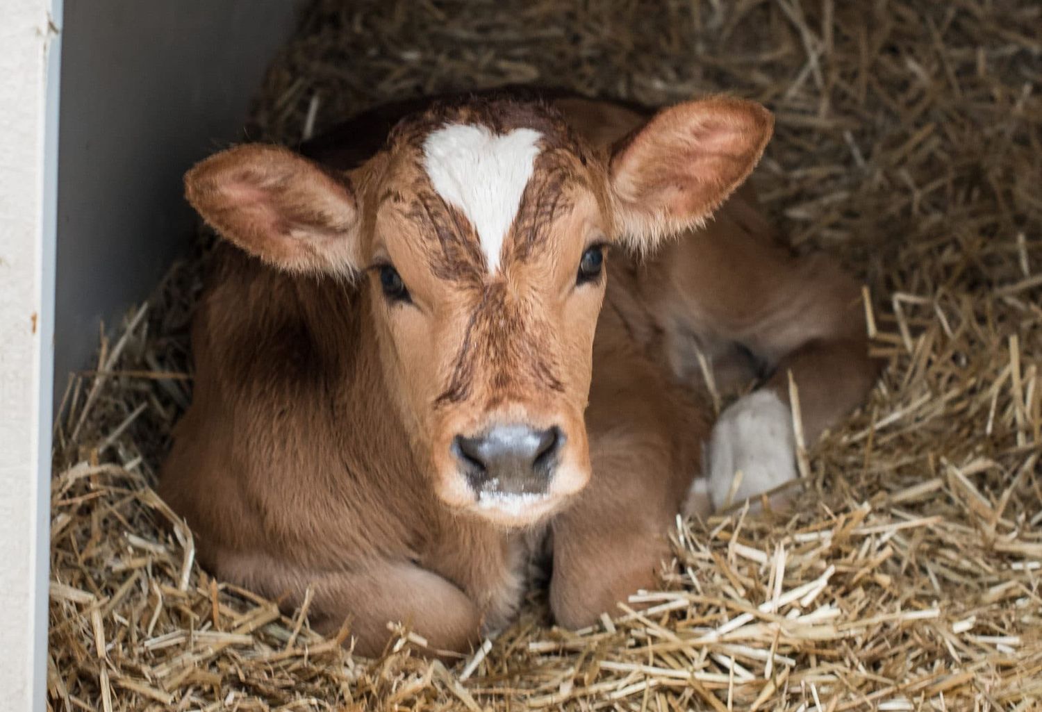 Der heimische Konsum von Tiroler Kalbfleisch soll gestärkt werden.