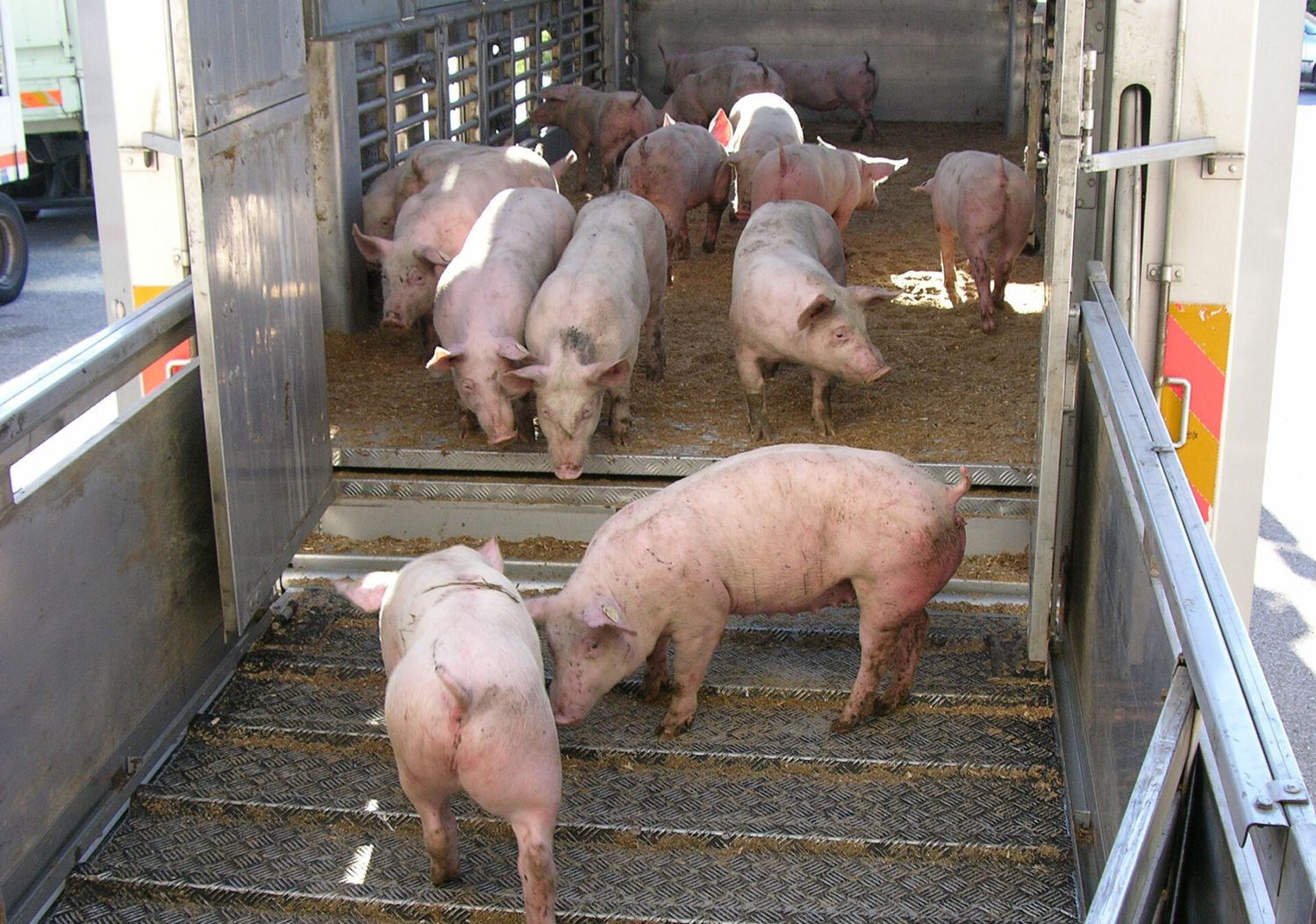 Ferkel verladen