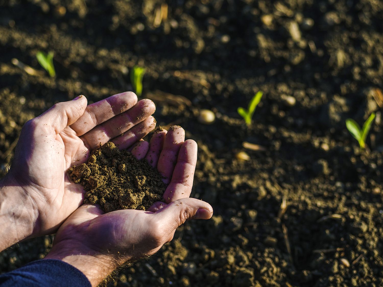 Maize-seedling-hand_1920.jpg