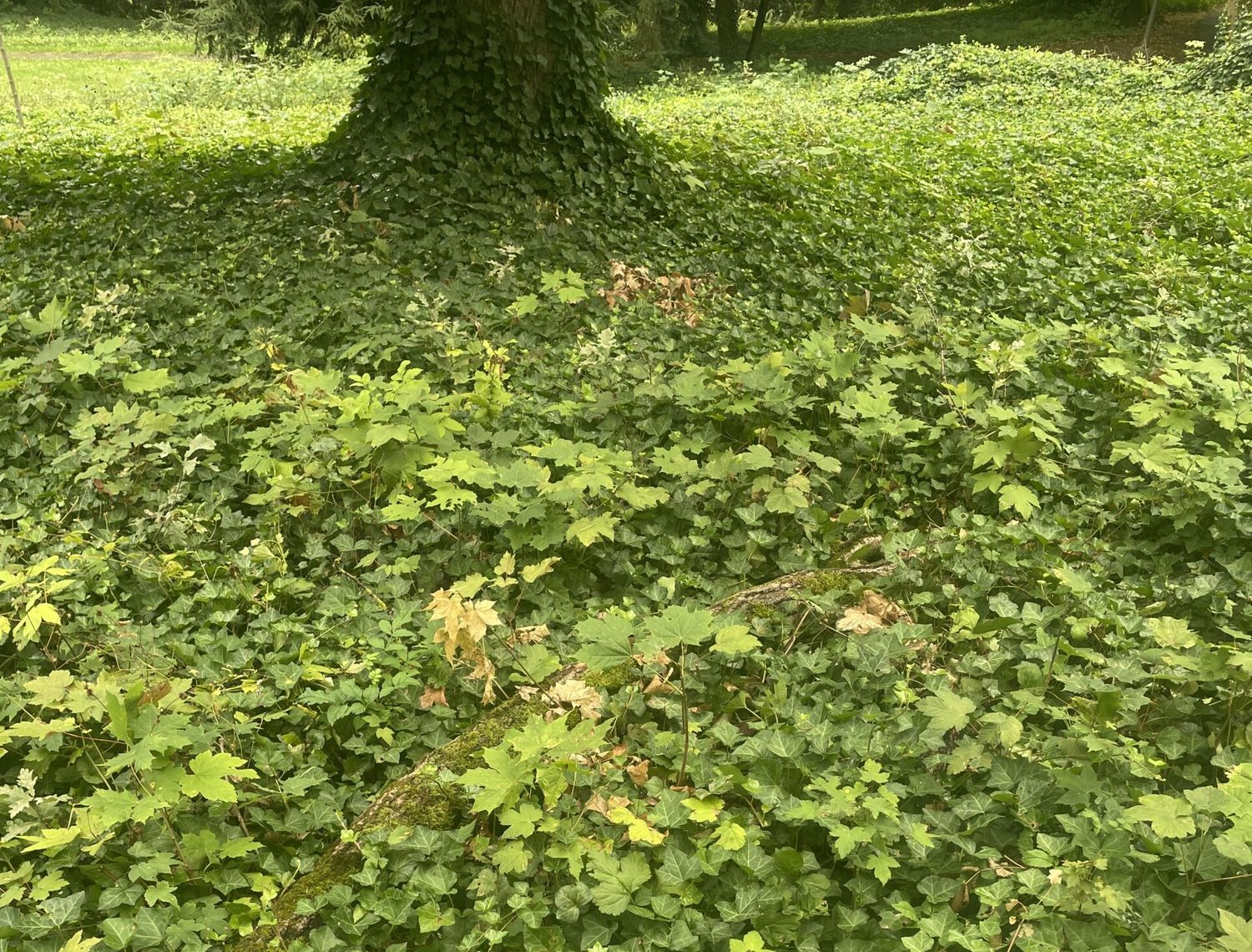 Bergahorn Naturverjüngung Köck LK OÖ