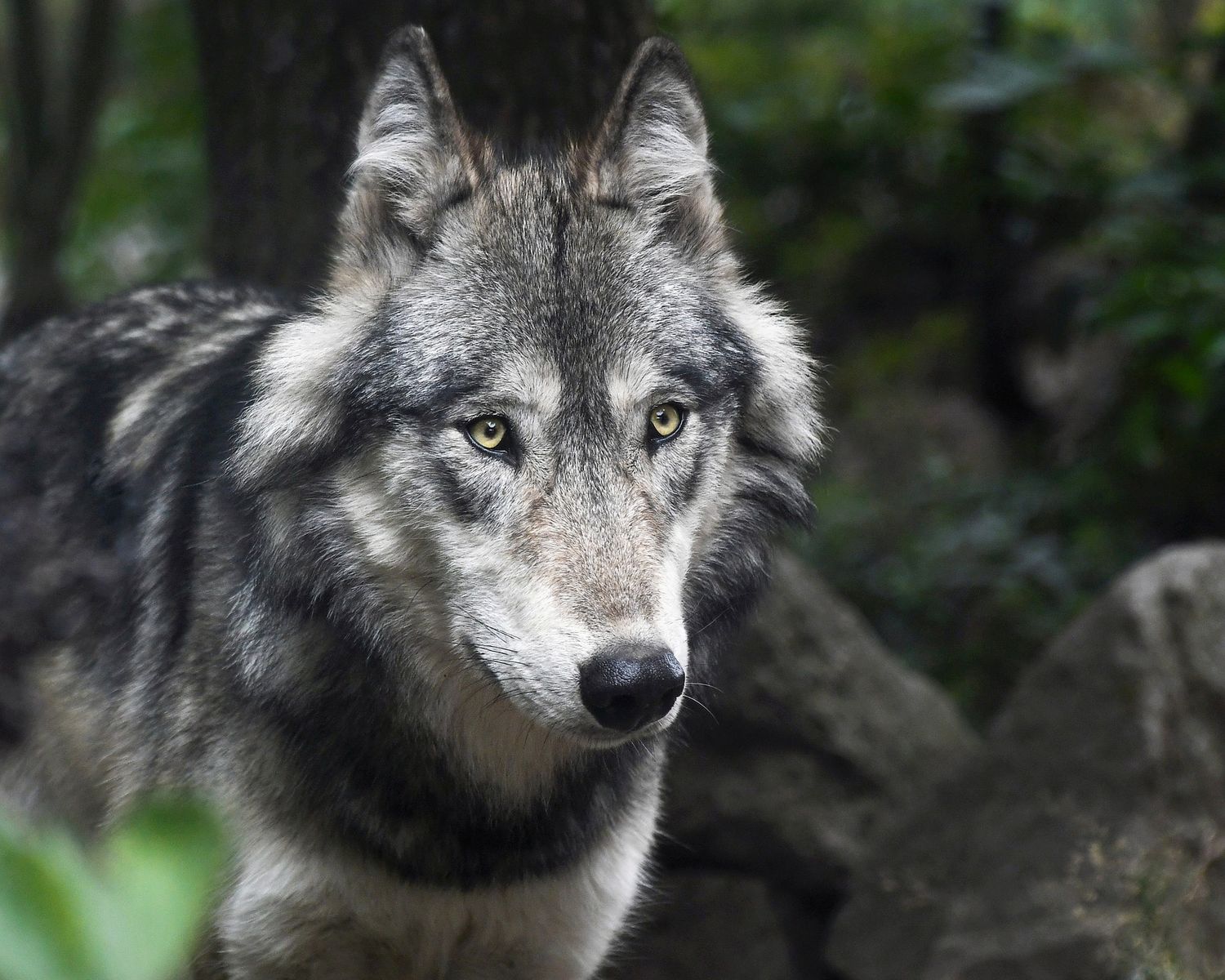 Da die Wolfsdichte in den Nachbarländern steigt, ist auch in Österreich mit einer zunehmenden Präsenz des Raubtieres zu rechnen.