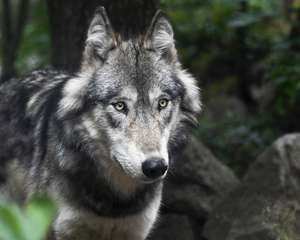 Wolf 1 Pixabay Christel Sagniez B