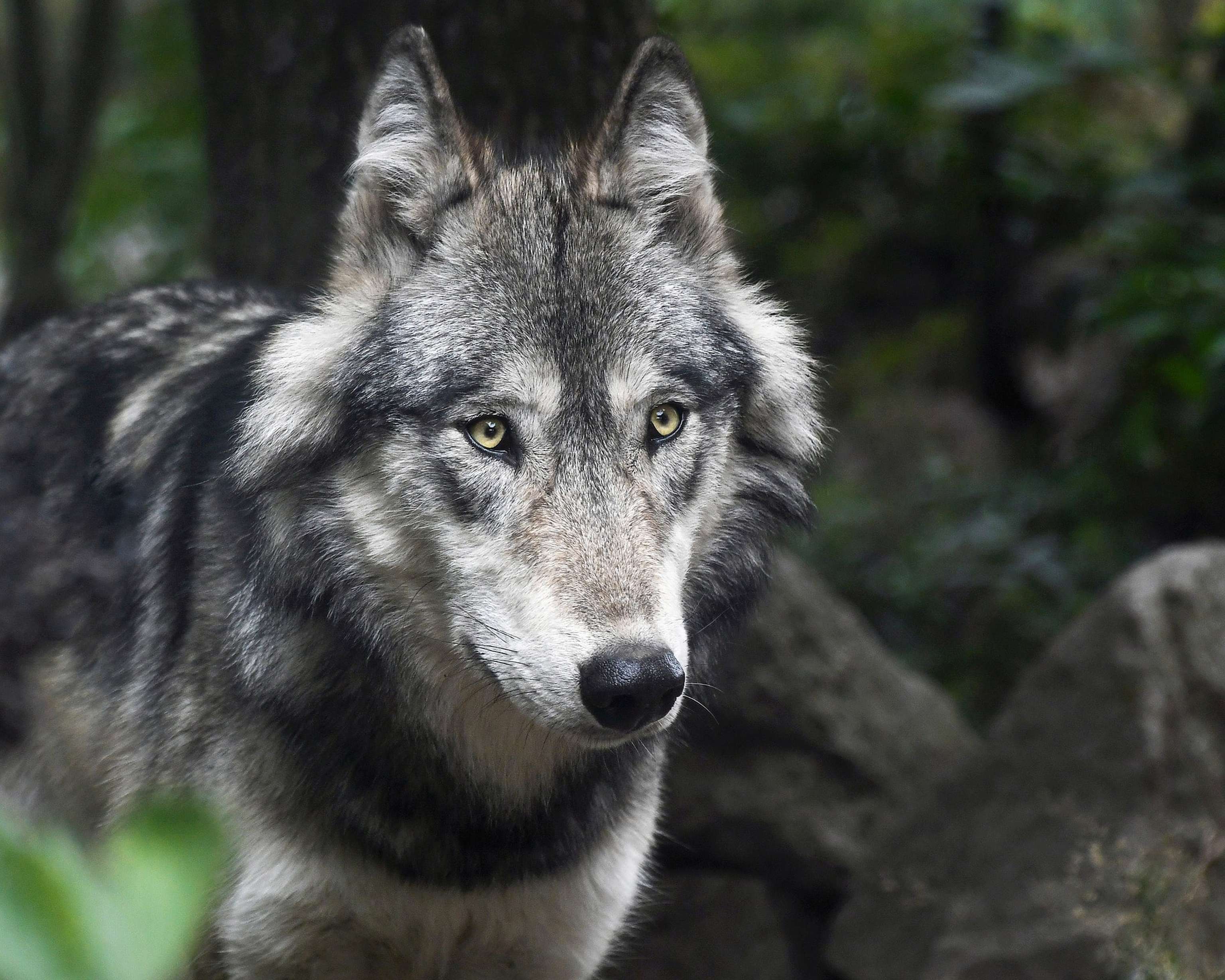 Wolf 1 Pixabay Christel Sagniez B