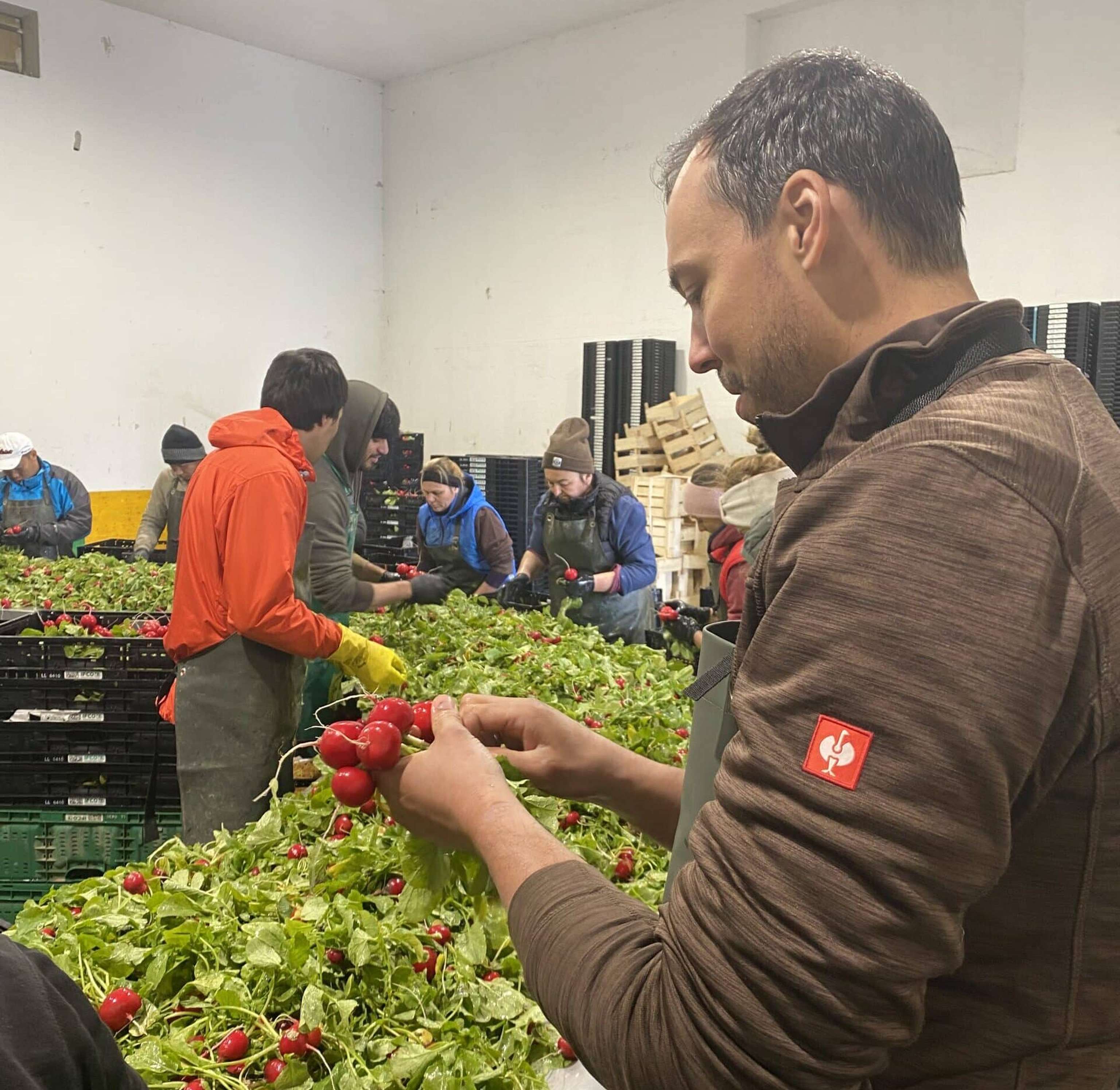 Radieschen Bündeln