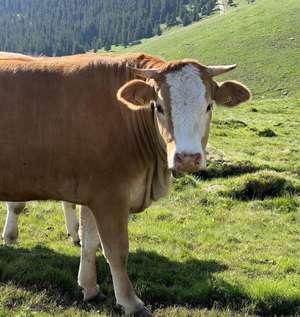 ALMO Rind (c) Rieberer