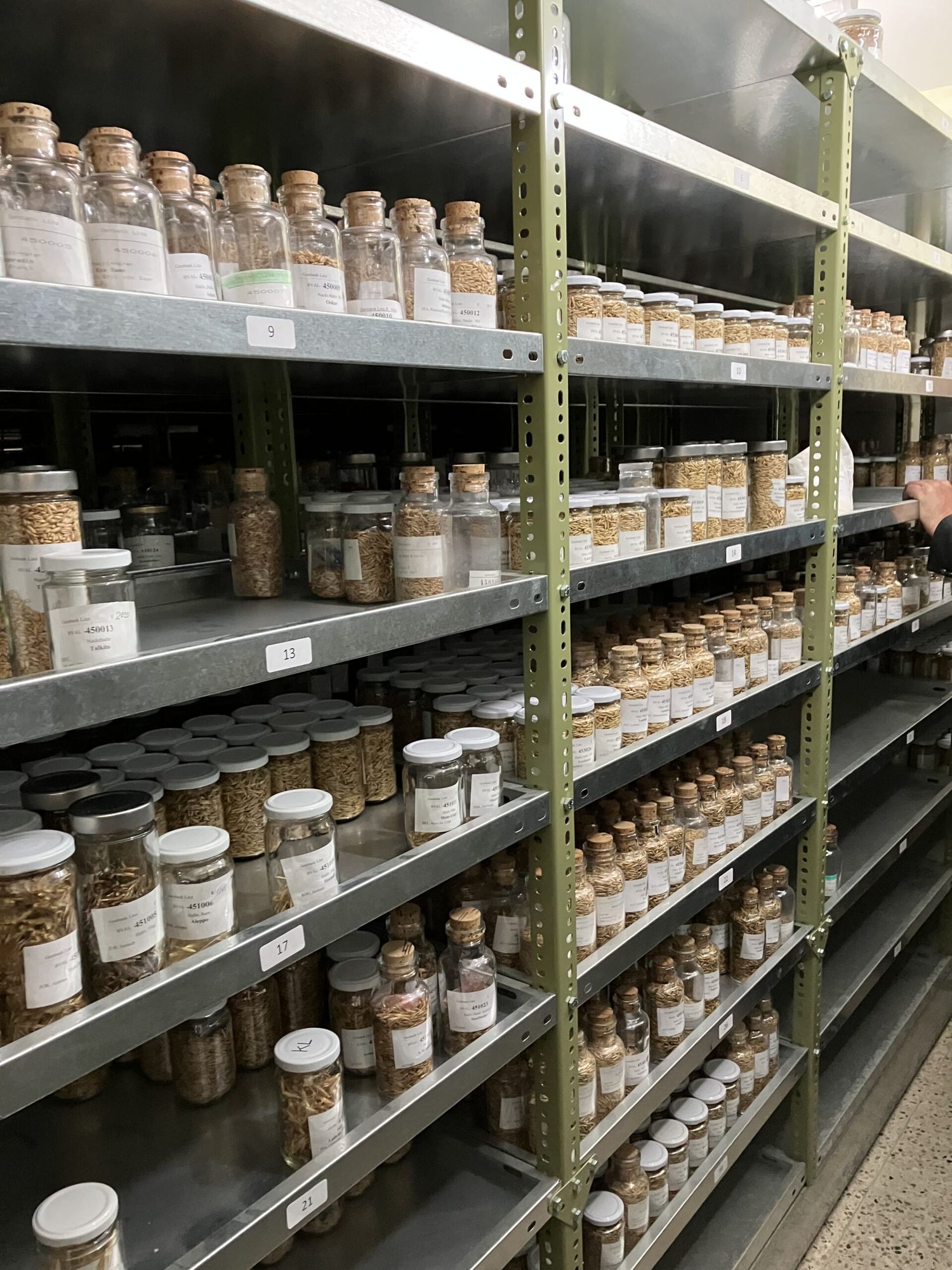 Die Sammlung umfasst eine Vielzahl von Kulturpflanzen, darunter auch seltene und traditionelle Sorten, die für die zukünftige Landwirtschaft wichtig sind.